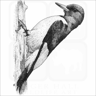 Red-Headed Woodpecker