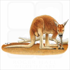 Red Kangaroo illustration