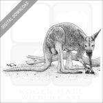 Red Kangaroo