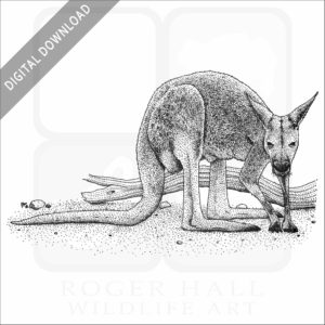 Red Kangaroo