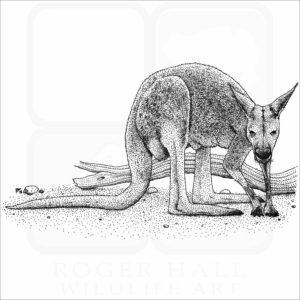 Red Kangaroo