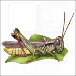 Red-Legged Grasshopper illustration