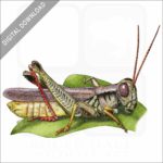 Red-Legged Grasshopper stock image