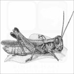 Red-Legged Grasshopper