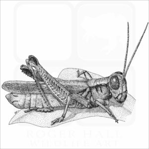 Red-Legged Grasshopper