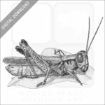 Red-Legged Grasshopper