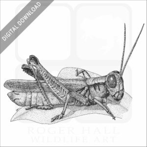 Red-Legged Grasshopper