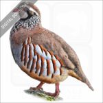 Red-Legged Partridge stock image