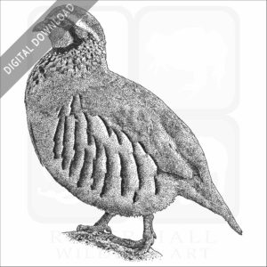 Red-Legged Partridge