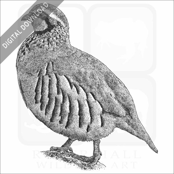 Red-Legged Partridge