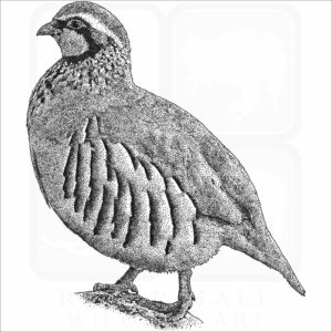 Red-Legged Partridge