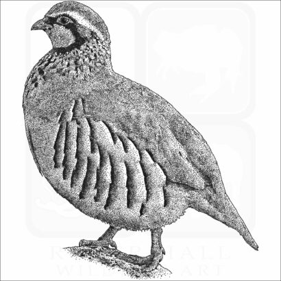 Red-Legged Partridge
