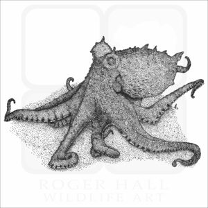 East Pacific Red Octopus