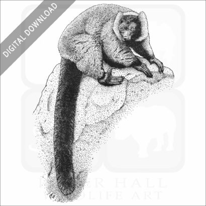 Red Ruffed Lemur