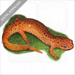 Red Salamander illustration