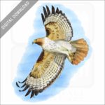 Red-Tailed Hawk illustration