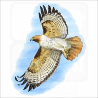 Red-Tailed Hawk illustration