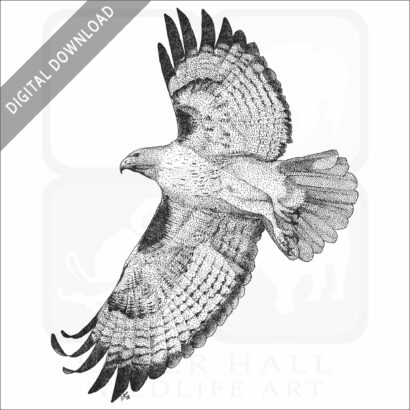 Red-Tailed Hawk