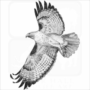Red-Tailed Hawk