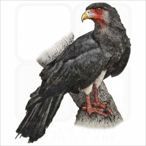Red-Throated Caracara illustration