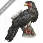 Red-Throated Caracara stock image