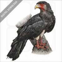 Red-Throated Caracara stock image