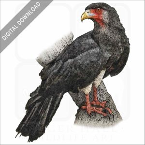 Red-Throated Caracara stock image