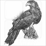 Red-Throated Caracara