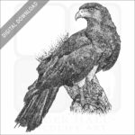 Red-Throated Caracara