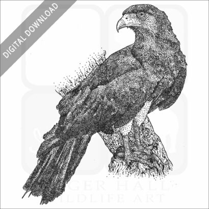 Red-Throated Caracara