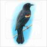 Red-Winged Blackbird illustration