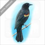 Red-Winged Blackbird stock image