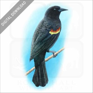 Red-Winged Blackbird stock image