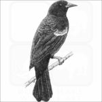 Red-Winged Blackbird