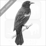 Red-Winged Blackbird