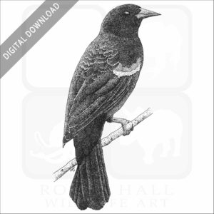 Red-Winged Blackbird