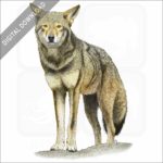 Red Wolf stock image