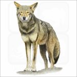 Red Wolf illustration
