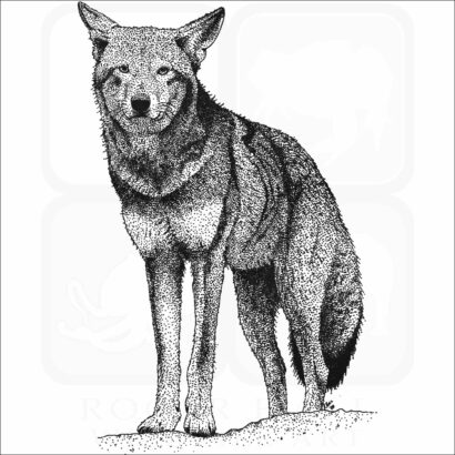 Red Wolf