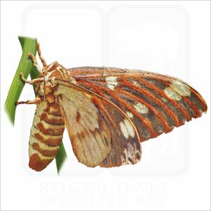 Regal or Royal Walnut Moth illustration