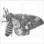 Regal or Royal Walnut Moth