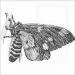 Regal or Royal Walnut Moth