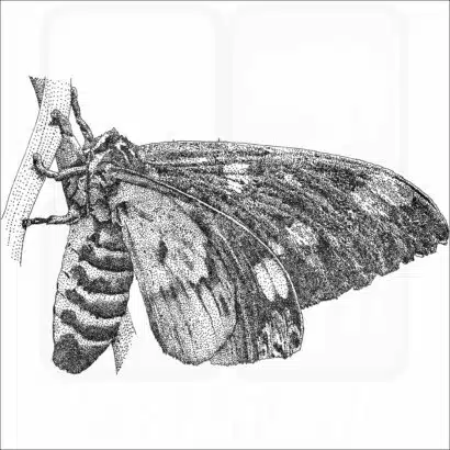 Regal or Royal Walnut Moth