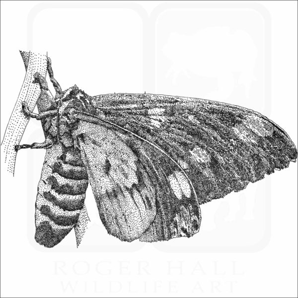 Regal or Royal Walnut Moth