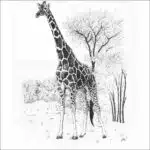 Reticulated Giraffe