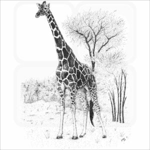 Reticulated Giraffe