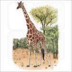 Reticulated Giraffe illustration