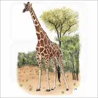 Reticulated Giraffe illustration