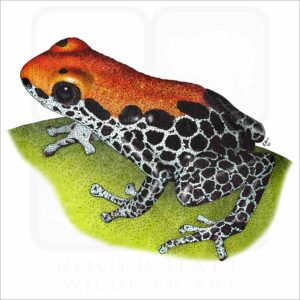 Red-Backed Poison Dart Frog illustration