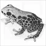 Red-Backed Poison Dart Frog
